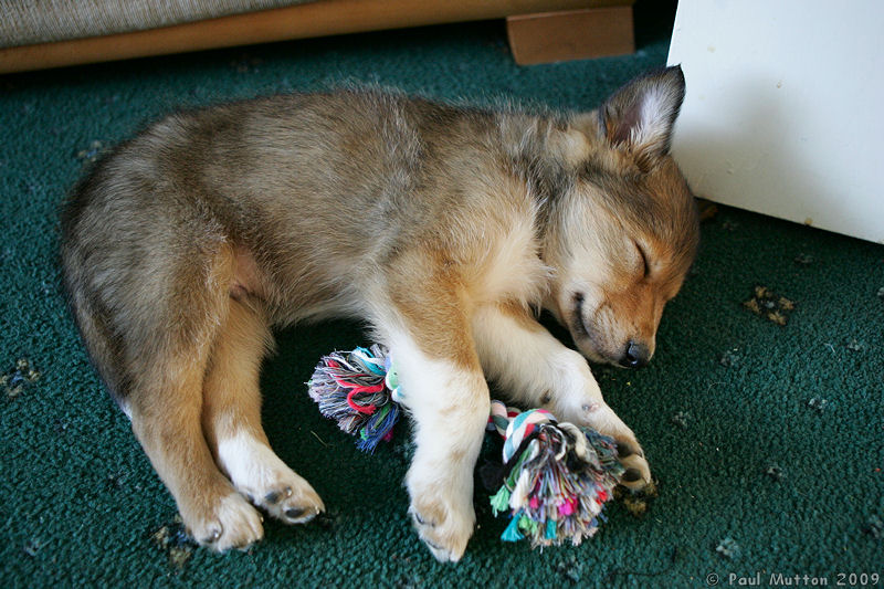  A8V6414 Archie puppy sleeping with toy